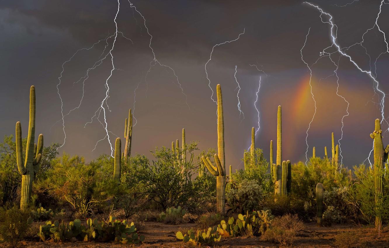 1332x850 Wallpaper the storm, lightning, cactus, AZ, USA, Tucson, mountain Tortolita image for desktop, section природа