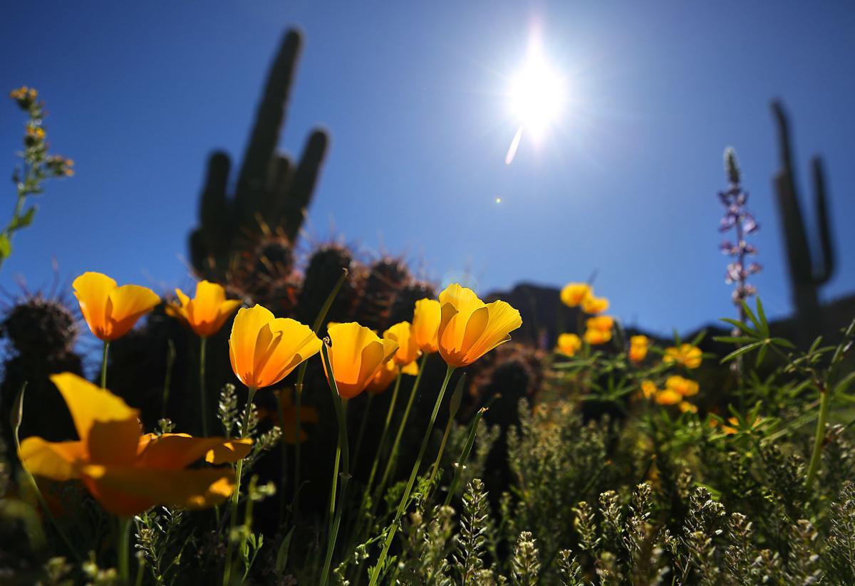 1200x823 Wildflowers are here! Take all the flowery Instagram photo at these Tucson places