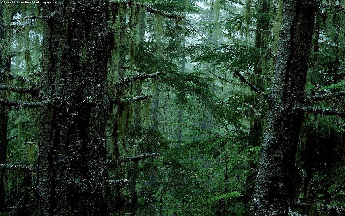1200x750 Forest wallpaper HD. Download Free background