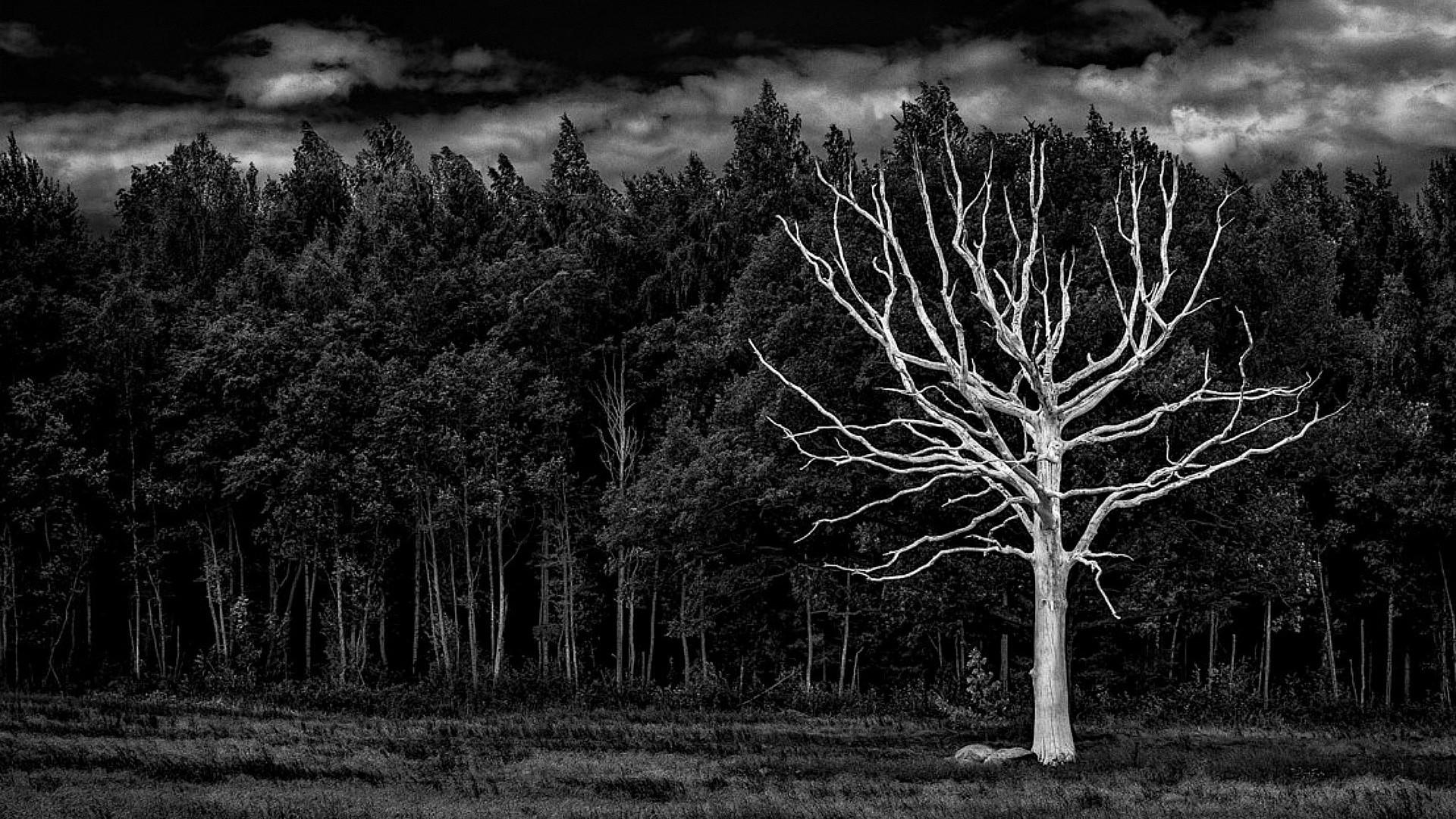 1920x1080 Dark Night Forest Background HD / You can also upload and share your favorite dark forest wallpaper. Student Blogg