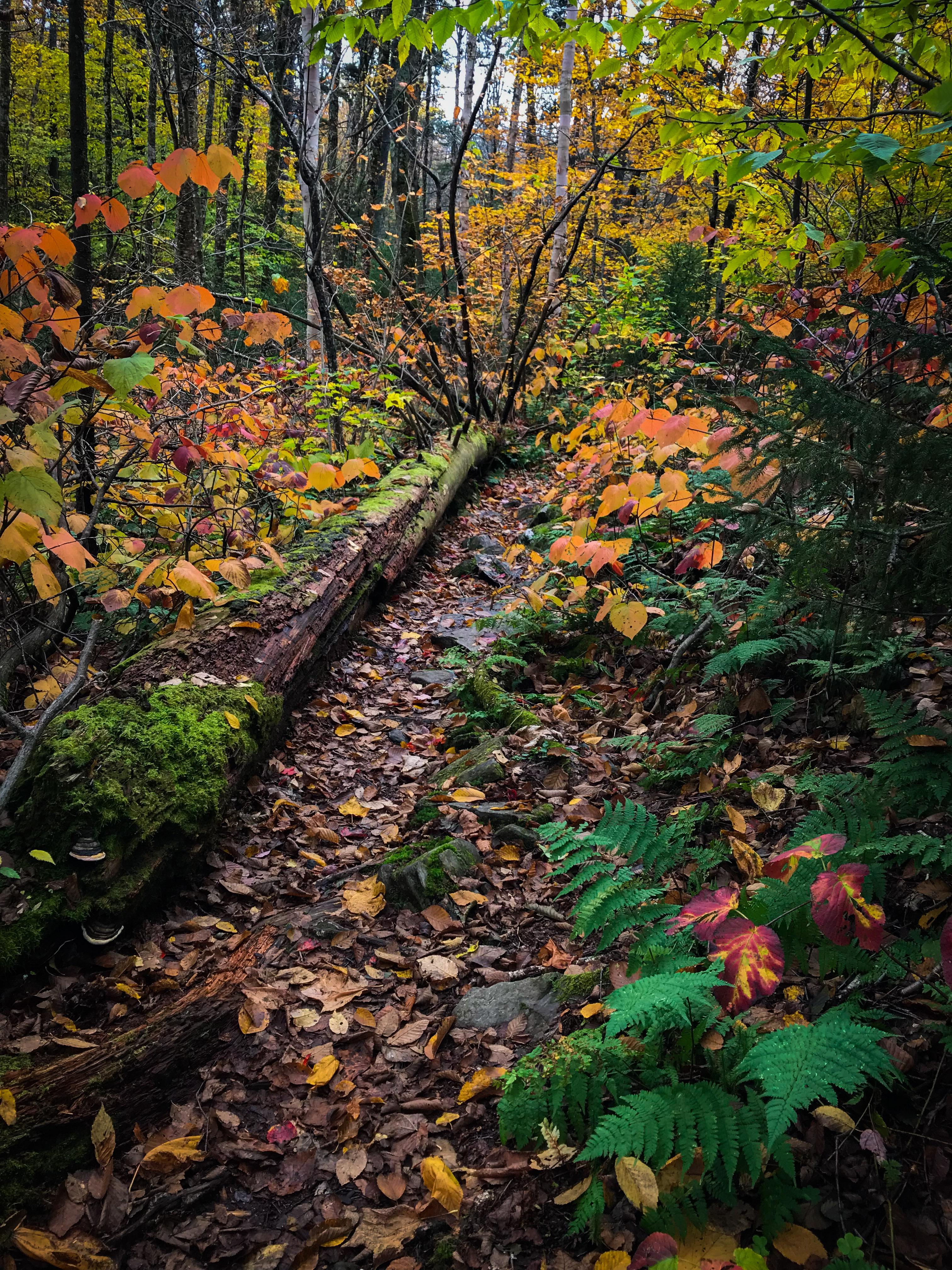 3024x4032 A Photographer's Favorite Image From The Appalachian Trail