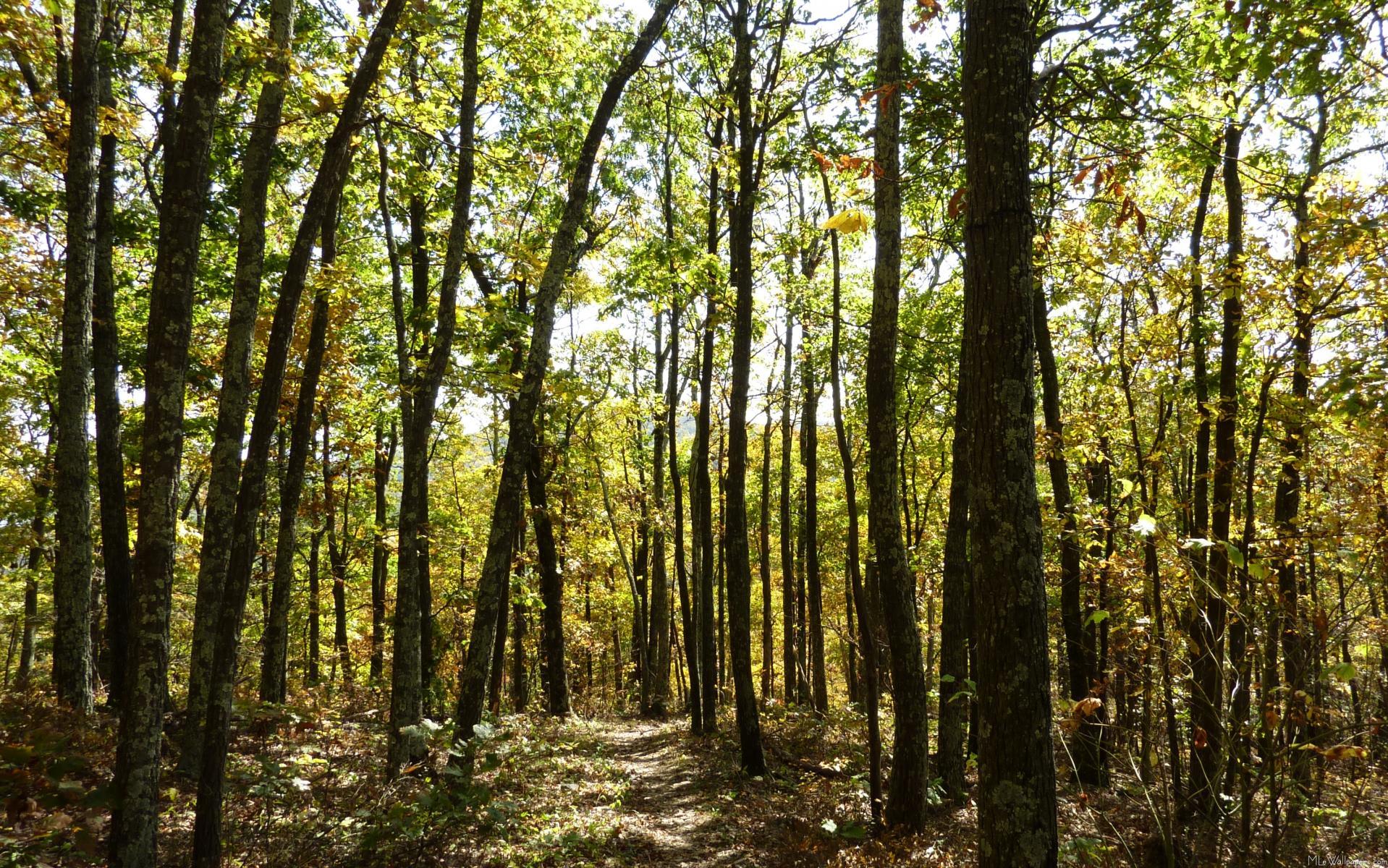1918x1200 MLeWallpaper.com Trail in October
