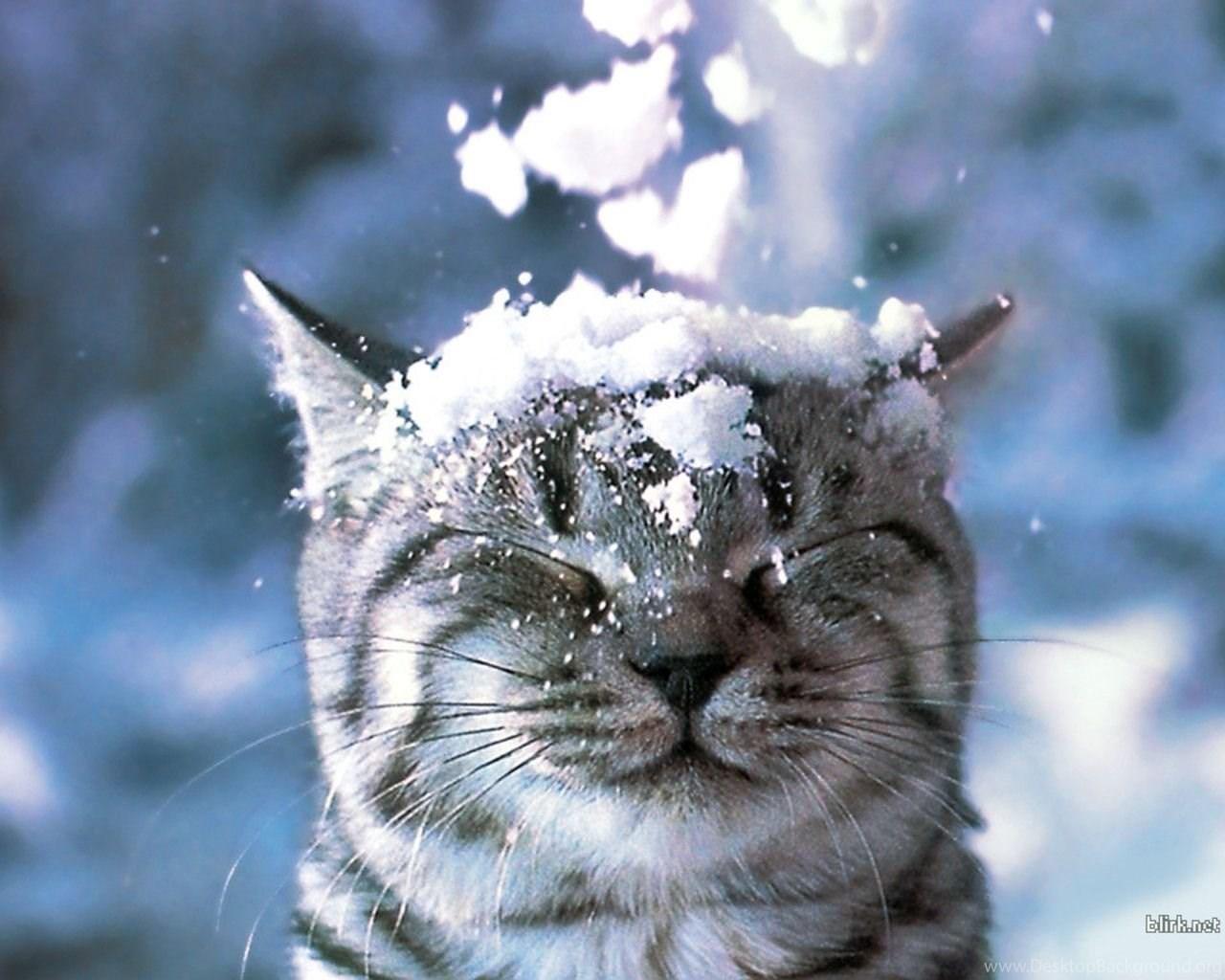 1280x1024 Funny Snow Cat Wallpaper Computer Desktop Back Desktop Background