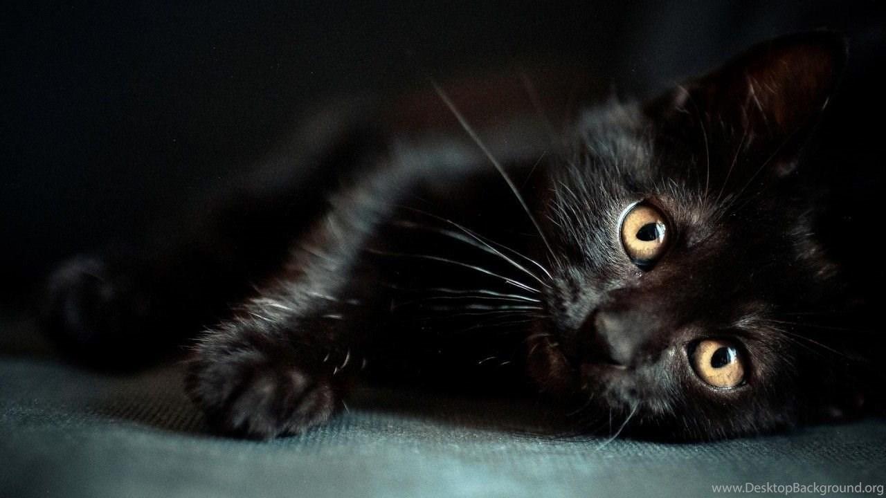 1280x720 Cute Black Cat Wallpaper PC Cute Cat Wallpaper Desktop Background