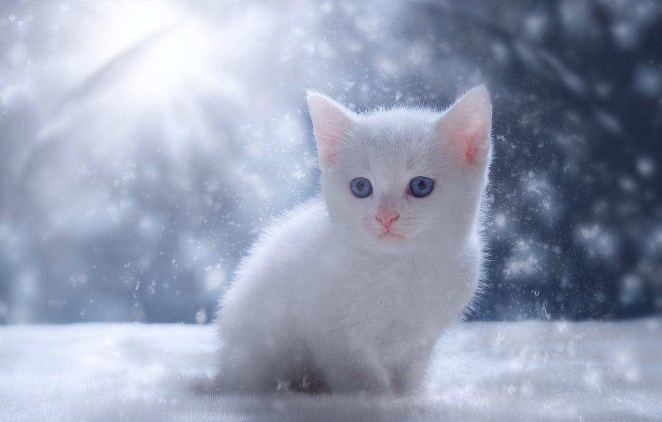 Snow Cat Wallpapers - Top Free Snow Cat Backgrounds - WallpaperAccess