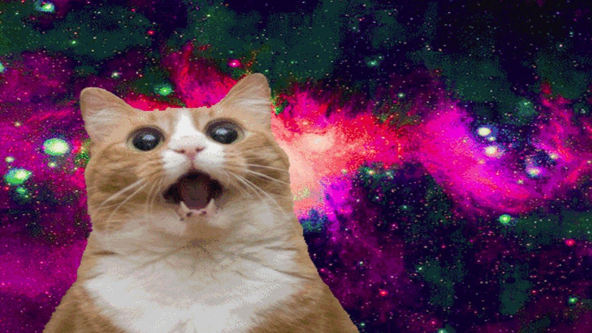 1920x1080 Ugly Cat Wallpaper