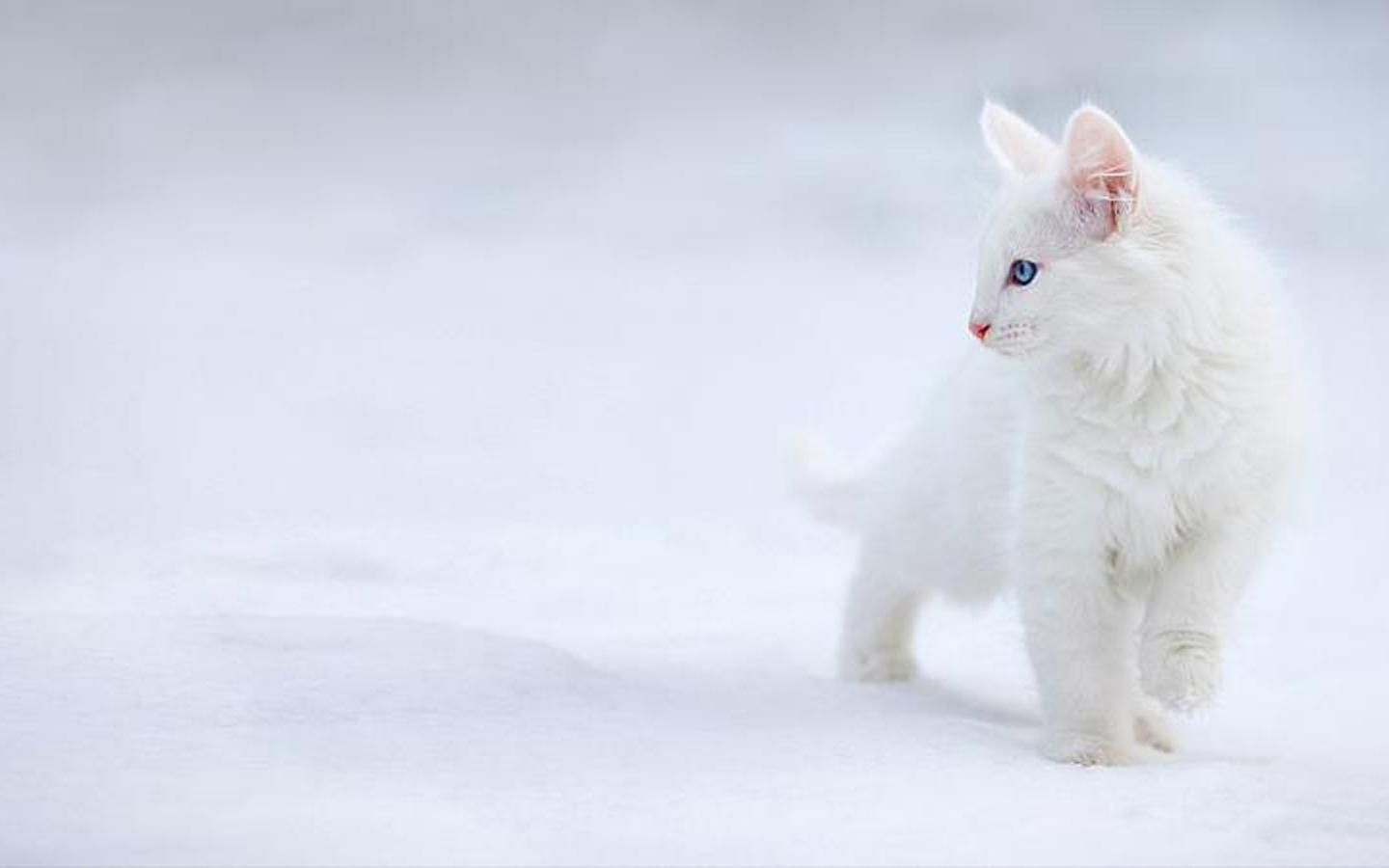 1440x900 White Winter Cats Wallpaper