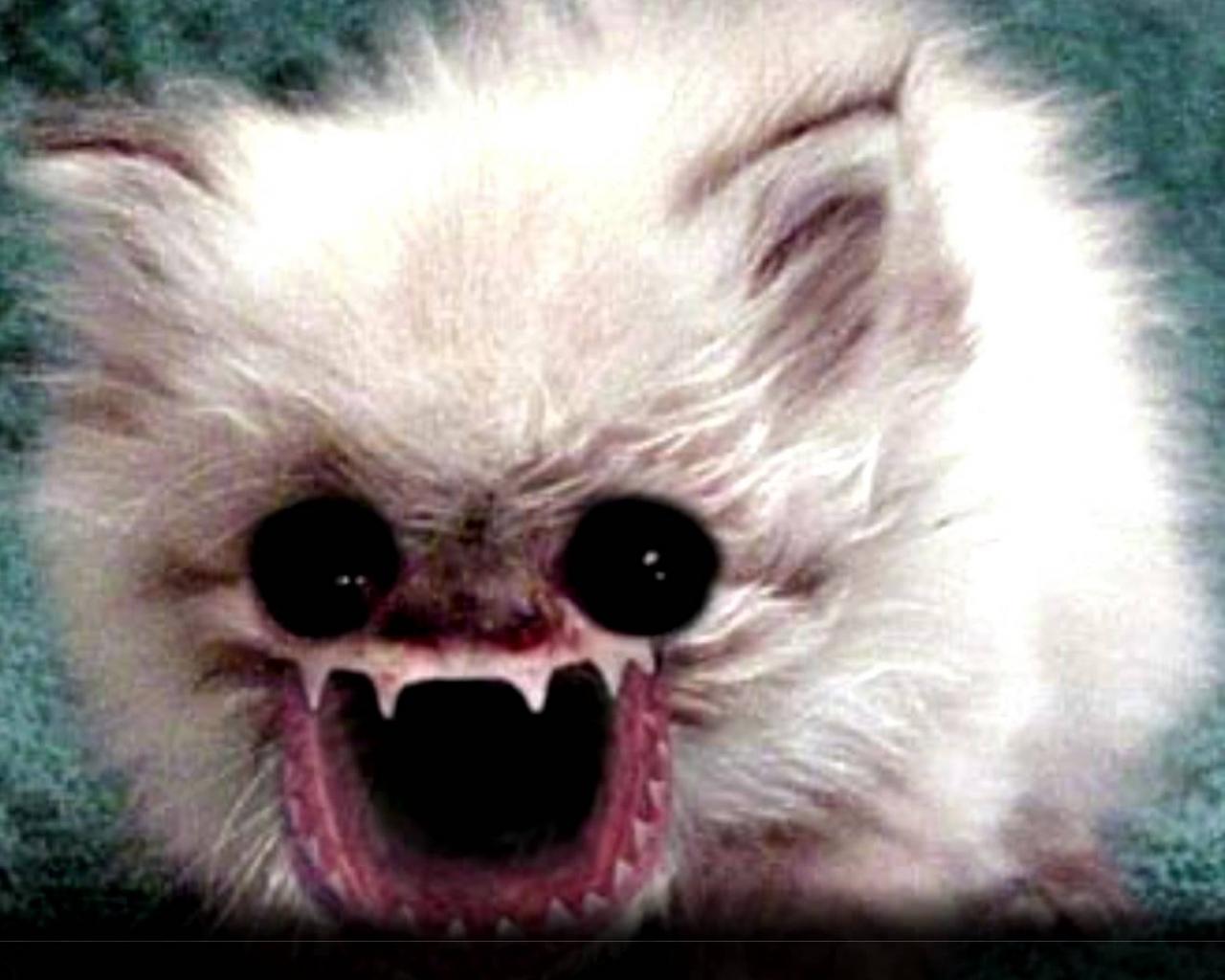 1280x1024 Free download Viewing Gallery For Ugliest Cat In The World [1680x1050] for your Desktop, Mobile & Tablet. Explore Ugly Animal Wallpaper. Ugly Dog Wallpaper, Ugly Desktop Wallpaper, Ugly Wallpaper