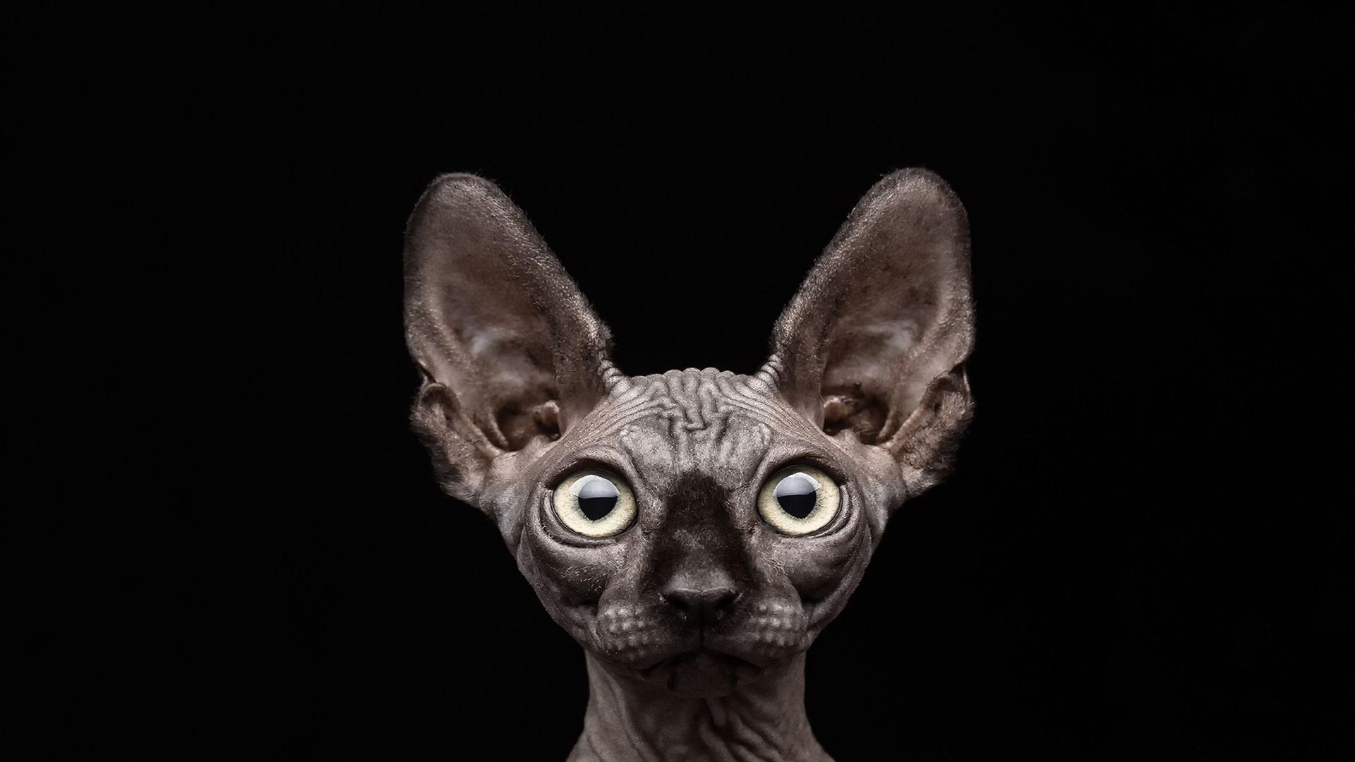 1920x1080 Ugly Cats Wallpaper