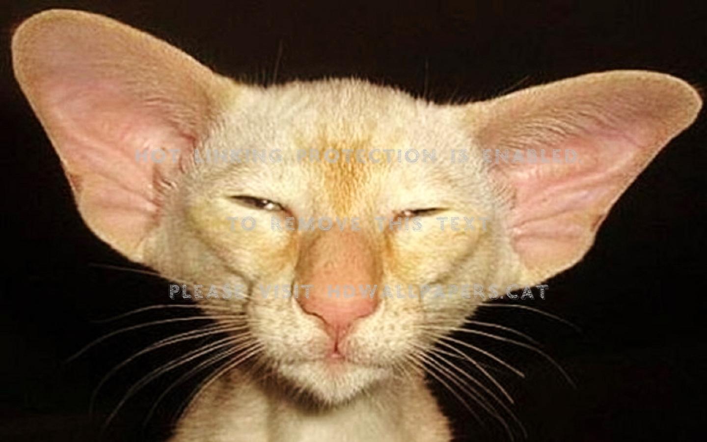 1440x900 it a cat? weird cute ugly funny animals