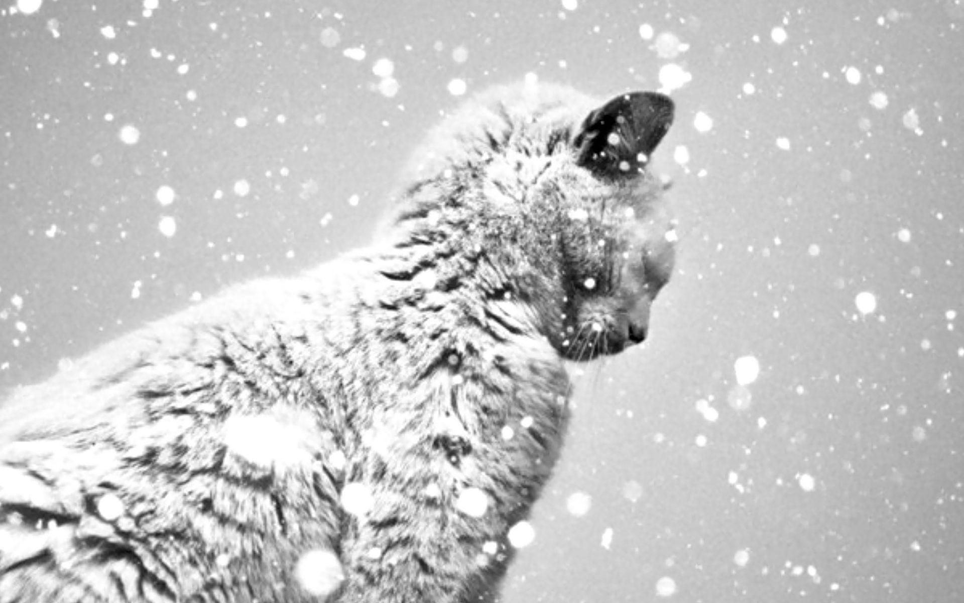 1920x1200 Free download Snow cat 88124 High Quality and Resolution Wallpaper on [1920x1200] for your Desktop, Mobile & Tablet. Explore Cats in Snow Wallpaper. Snow Leopard Wallpaper Hd, HD Wallpaper