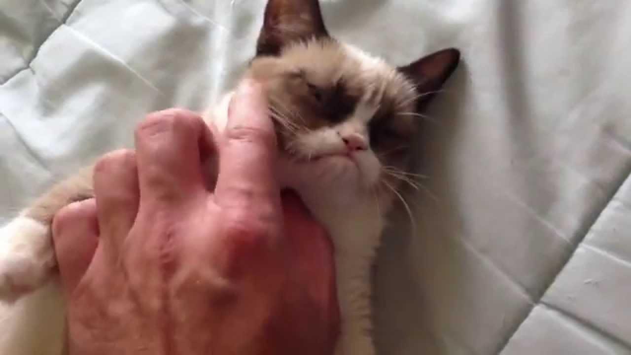 1280x720 Adorable Grumpy Cat Photo Prove Why She Stole Hearts, Made Millions