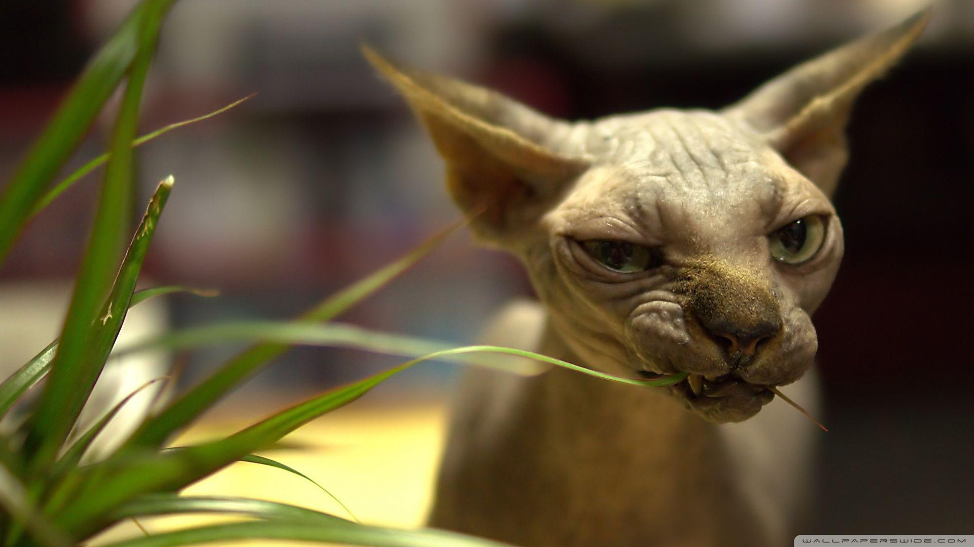 1920x1080 Ugly Cats Wallpaper