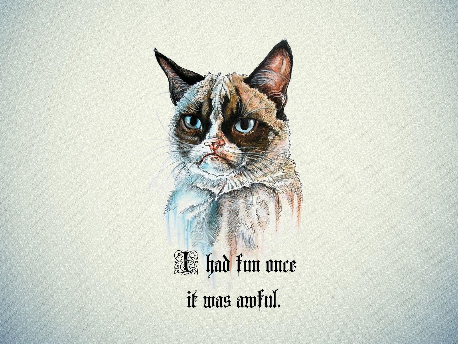 1600x1200 Funny Cat Background