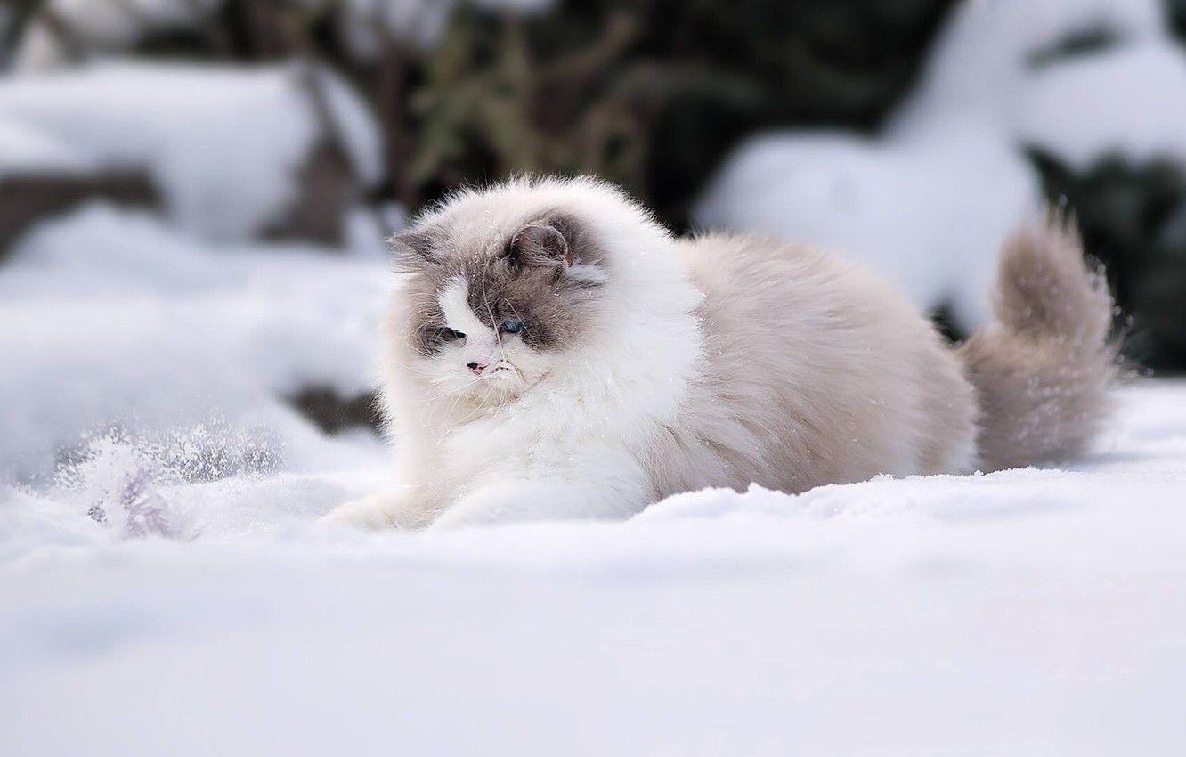 1332x850 Kittens In Winter Wallpaper