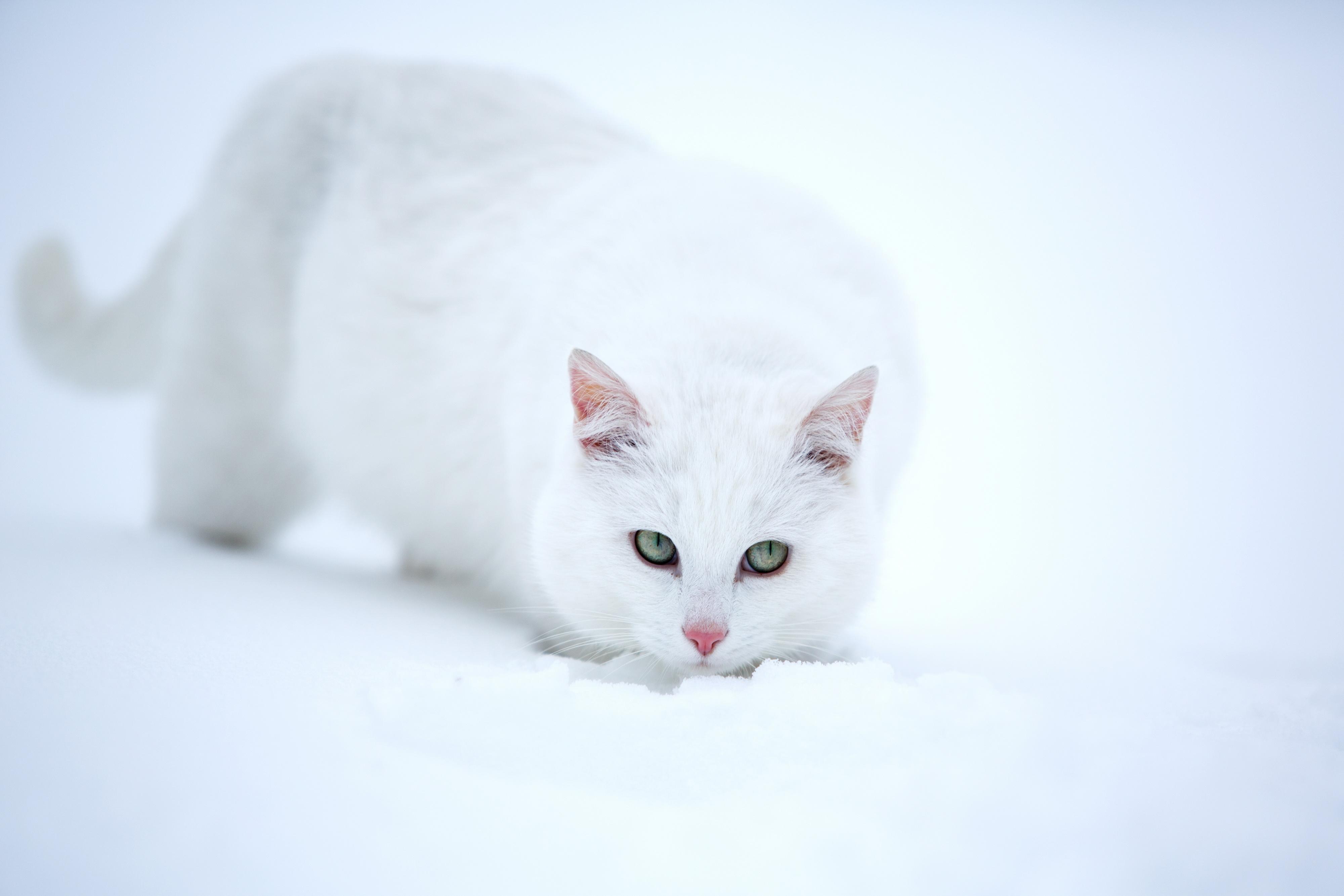Snow Cat Wallpapers - Top Free Snow Cat Backgrounds - WallpaperAccess