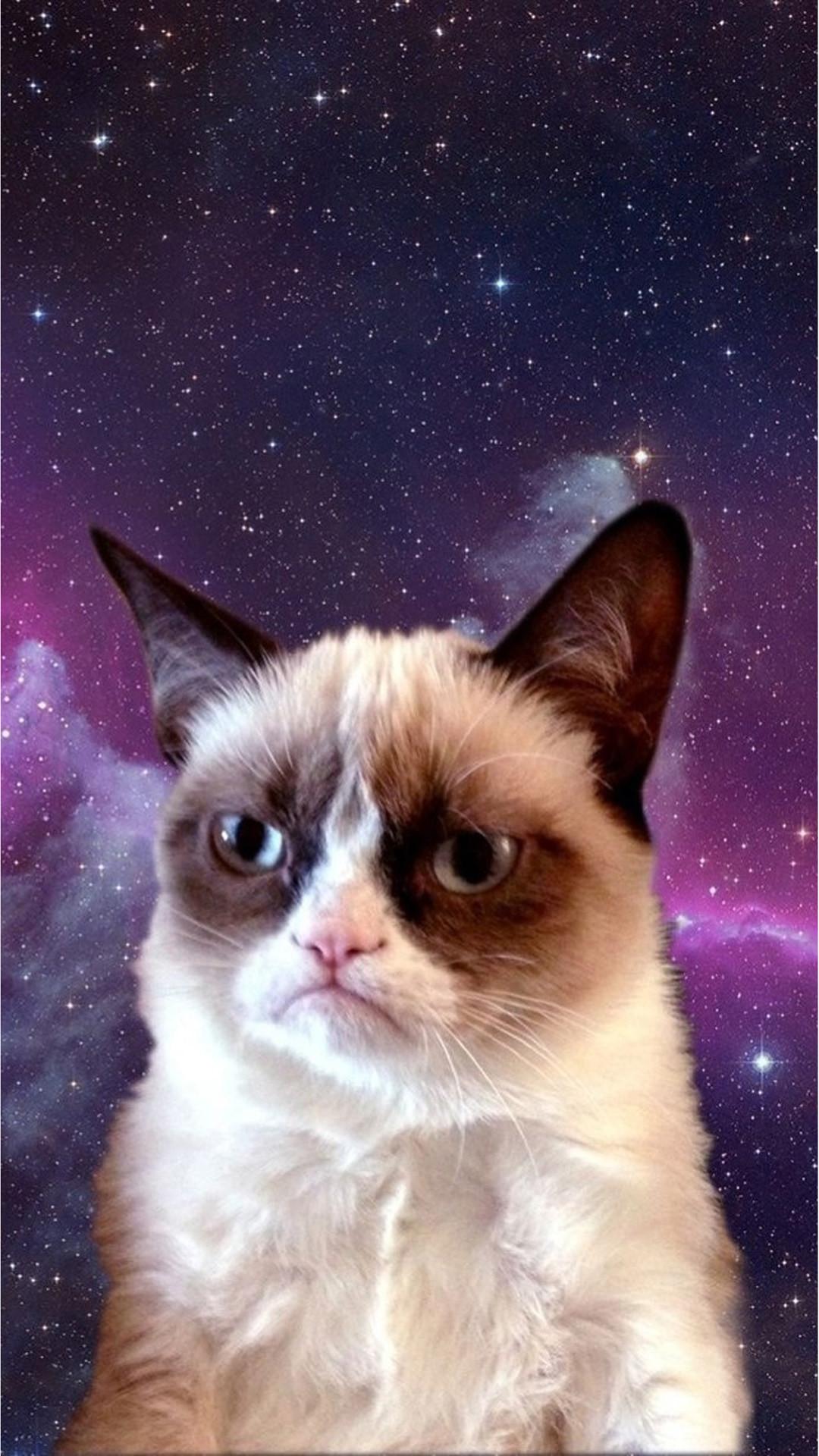 1080x1920 Cat Meme iPhone Wallpaper