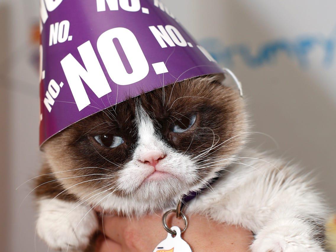1136x852 Adorable Grumpy Cat Photo Prove Why She Stole Hearts, Made Millions