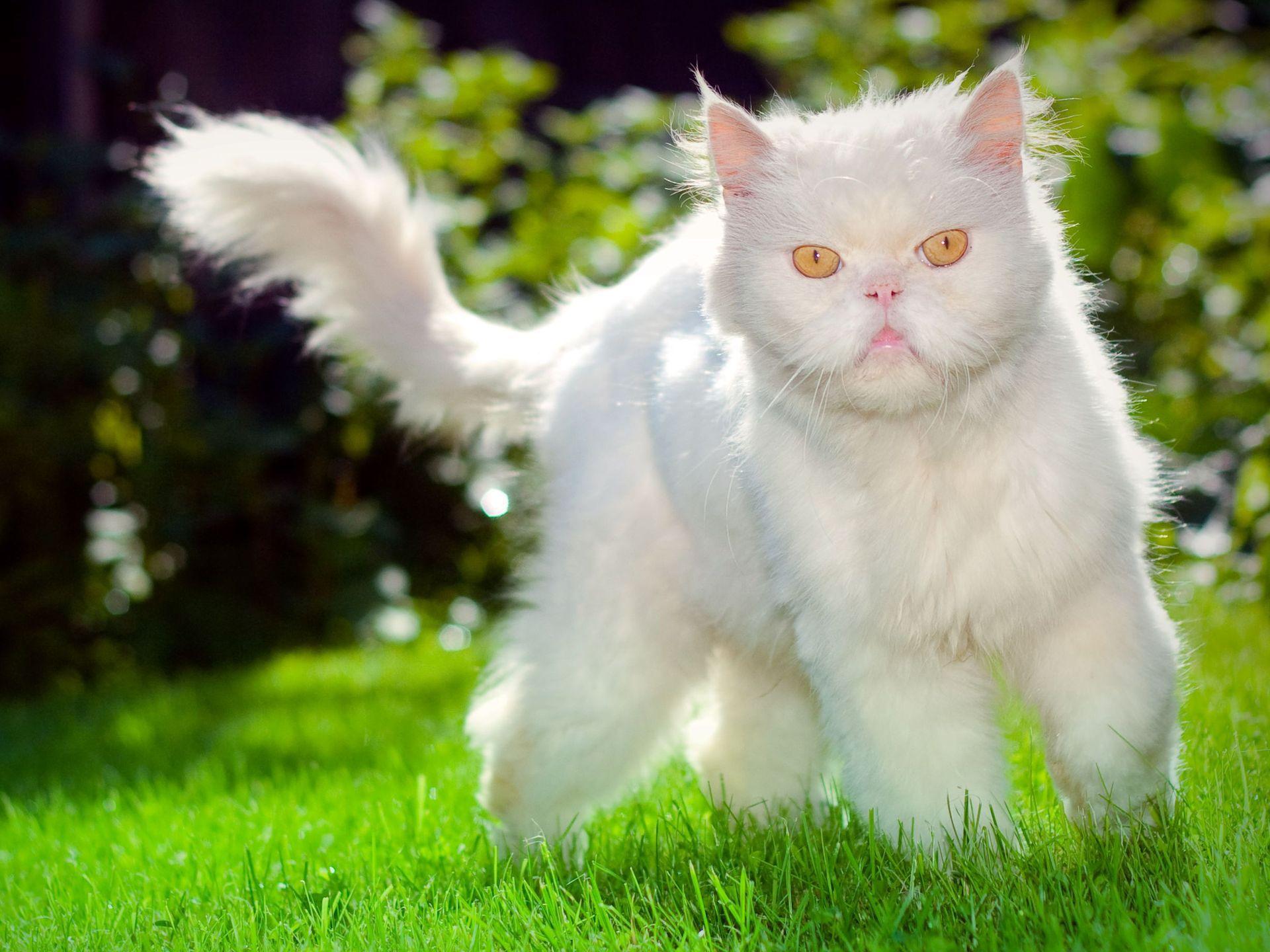 1920x1440 Grumpy fluffy white cat on the grass wallpaper and image, picture, photo