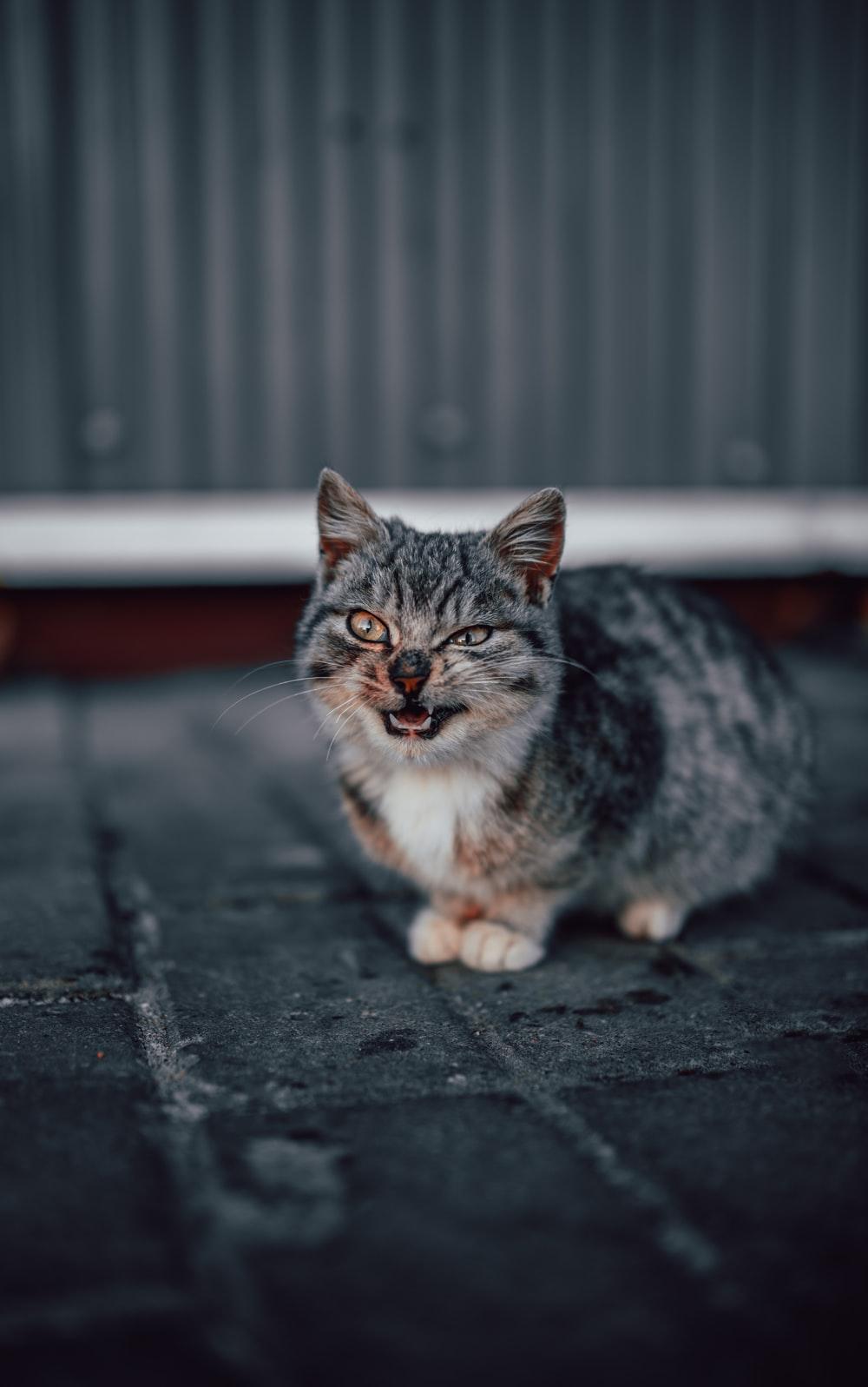 1000x1596 Grumpy Cat Picture. Download Free Image