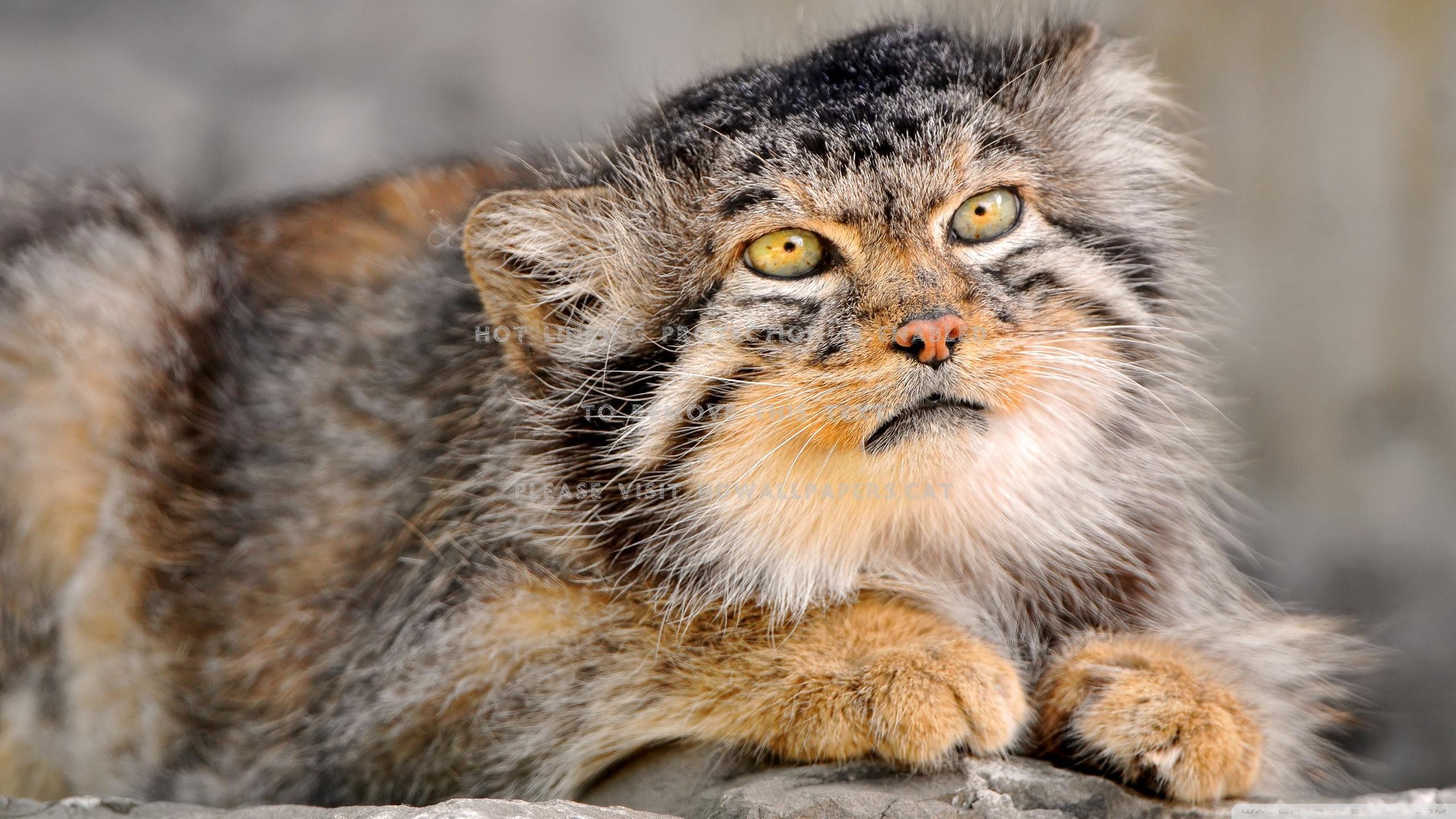 2560x1440 grumpy cat feline ugly animals