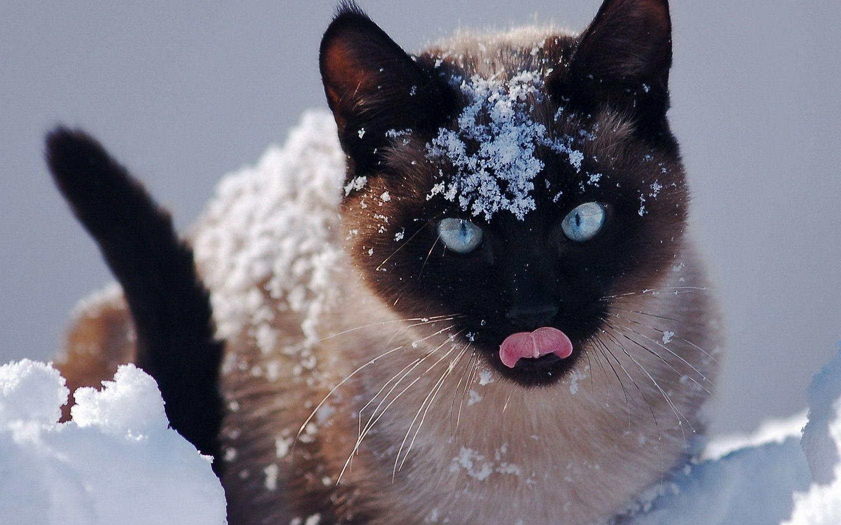1680x1050 Free Download High quality snow cat Cats Wallpaper Num. 379 : 1680 x. Cats, Snow animals, Funny cats