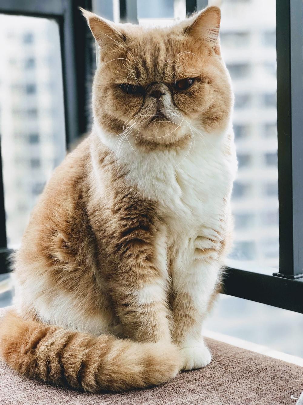 1000x1333 Grumpy Cat Picture. Download Free Image