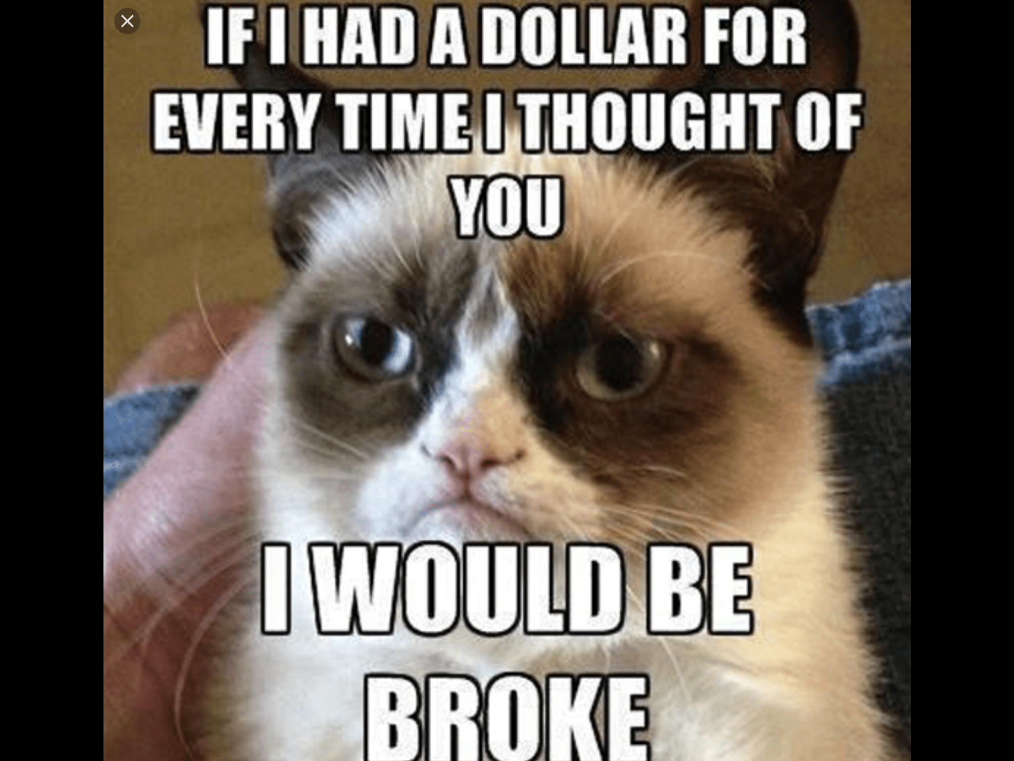 2048x1536 17++ Funny Cat Memes Wallpaper