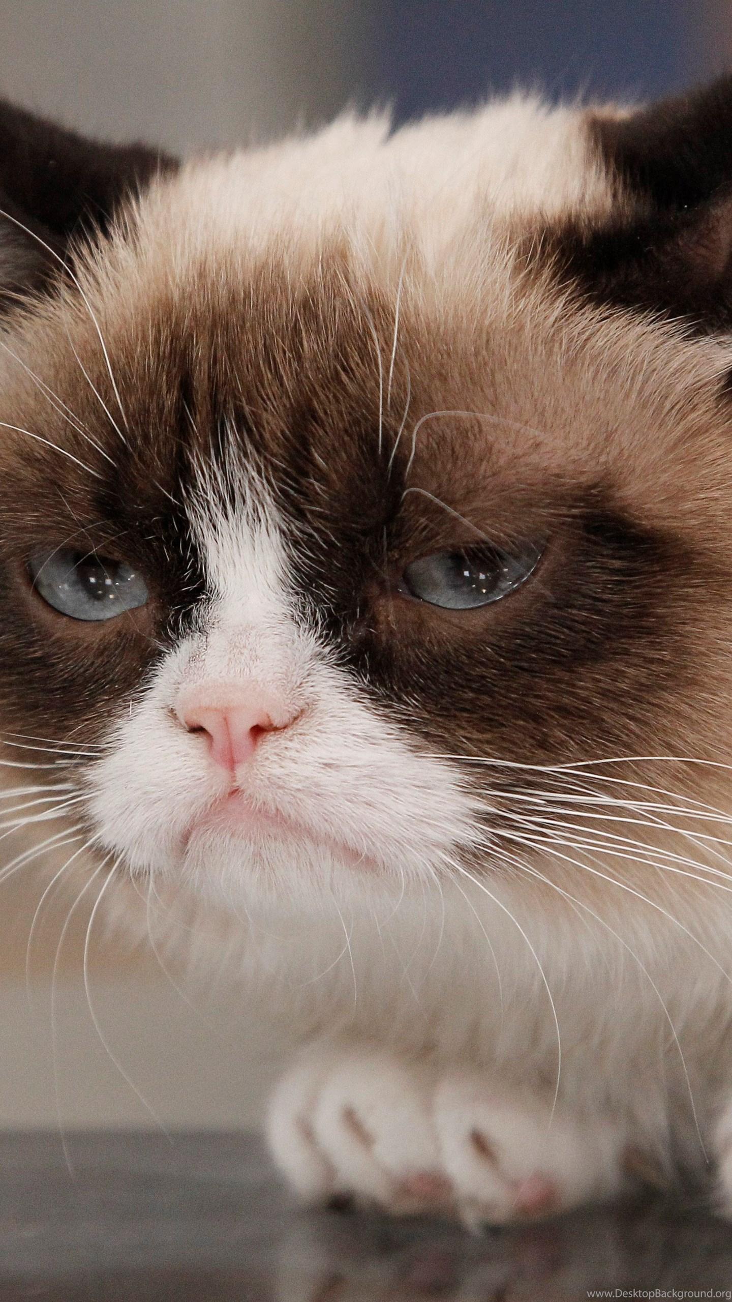 1440x2560 Magic Grumpy Cat HD Wallpaper HD Wallpaper Galeries Desktop Background