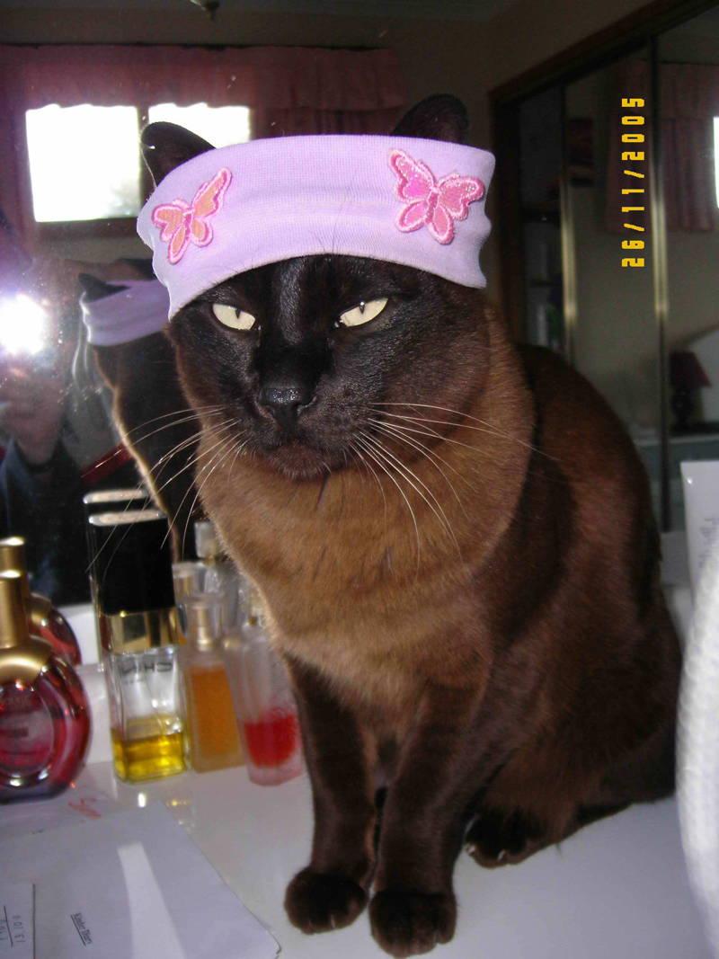 800x1067 Of The Weirdest And Ugliest Cat Breeds From Around The World