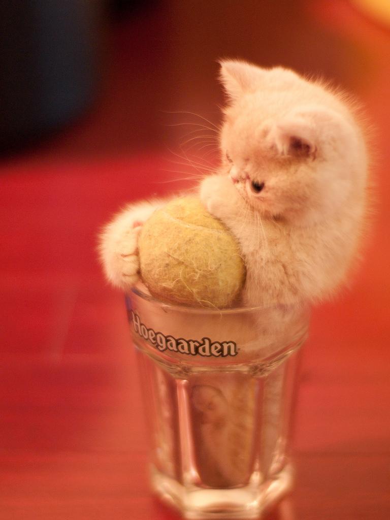 768x1024 Free download Funny Cute Cats Wallpaper Chinese Actresses Actors Wallpaper [1024x1024] for your Desktop, Mobile & Tablet. Explore Wallpaper 1920X1080funny Cats Ugly Faces. Wallpaper 1920X1080funny Cats Ugly Faces, Ugly
