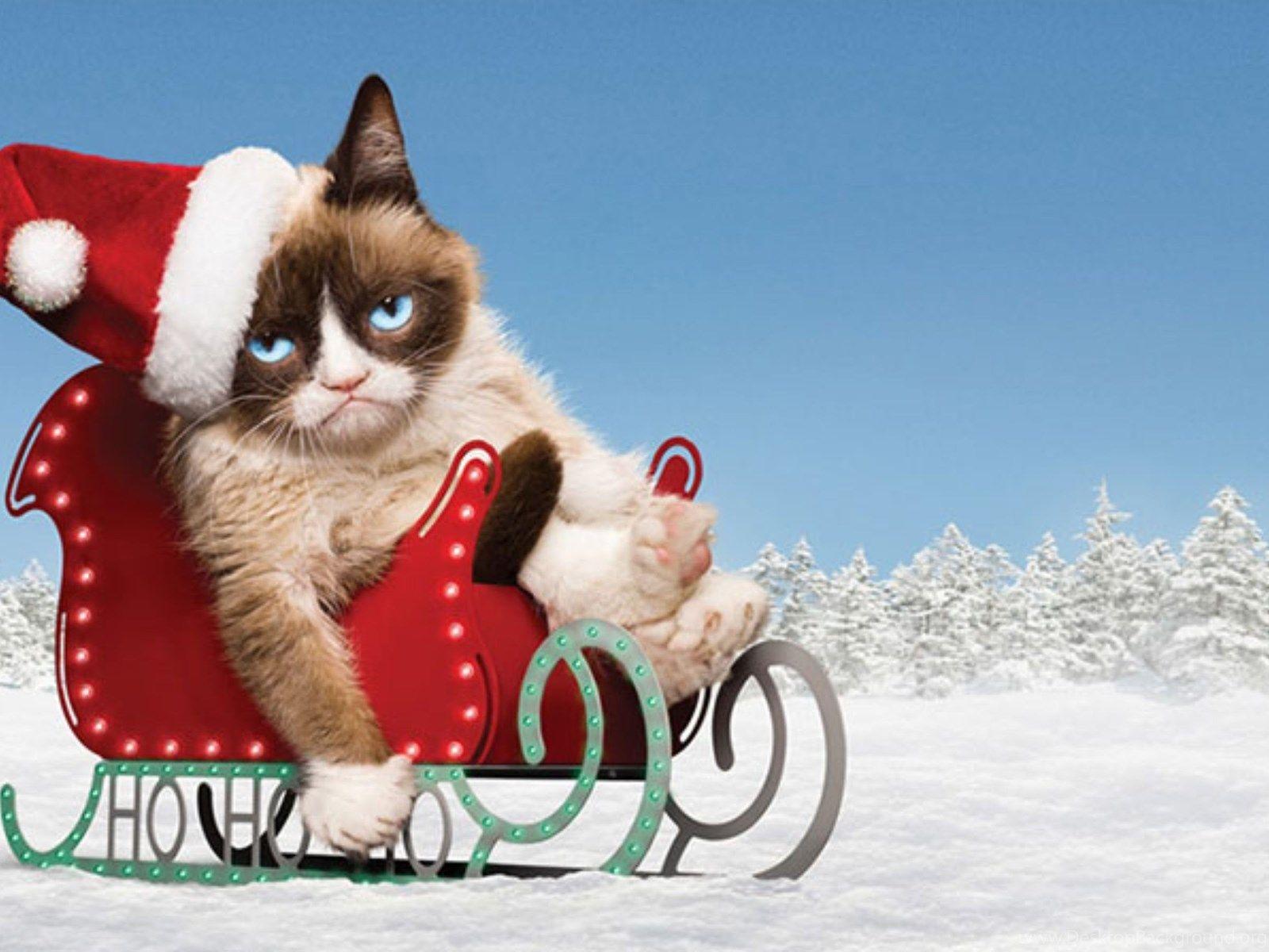 1600x1200 Grumpy Cat Wallpaper, HD Grumpy Cat Background