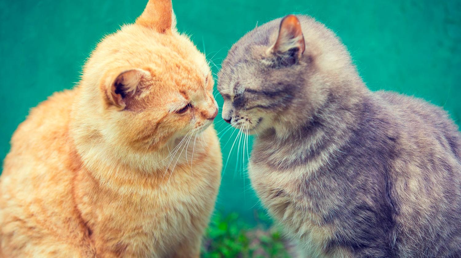 1500x840 Cat Introductions Part 1: Before the Introduction