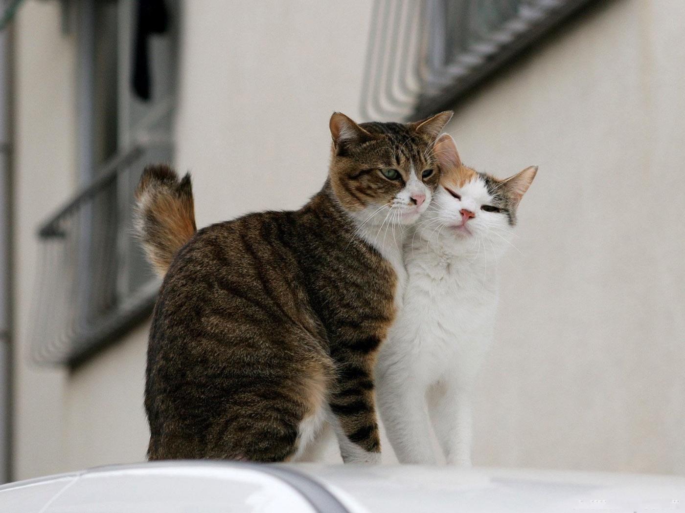 1400x1050 Free download Funny Cute Cats Wallpaper Funny World [1400x1050] for your Desktop, Mobile & Tablet. Explore Wallpaper 1920X1080funny Cats Ugly Faces. Wallpaper 1920X1080funny Cats Ugly Faces, Ugly Wallpaper, Ugly Wallpaper