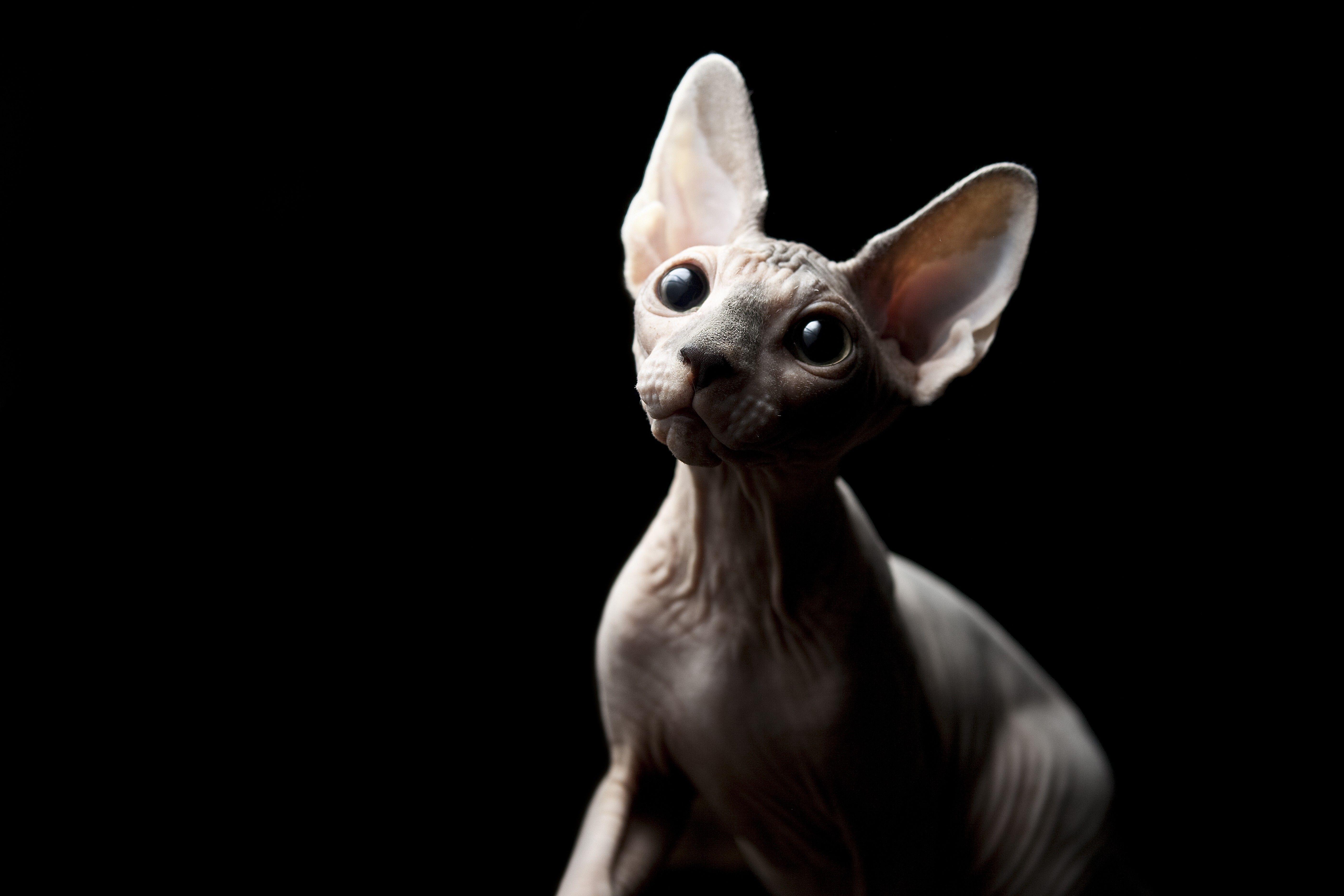 5616x3744 Animals black background cats wallpaper. Cat background, Sphynx cat, Kitten picture