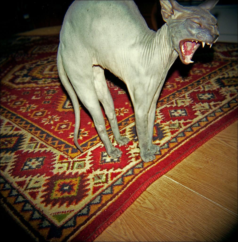 1011x1026 Creepy & ugly catsFun Guerilla