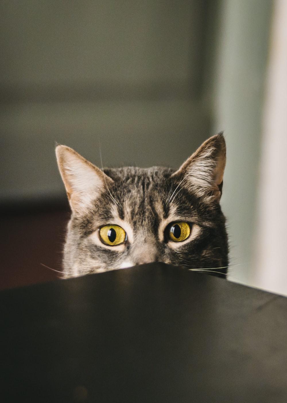1000x1400 Grumpy Cat Picture. Download Free Image