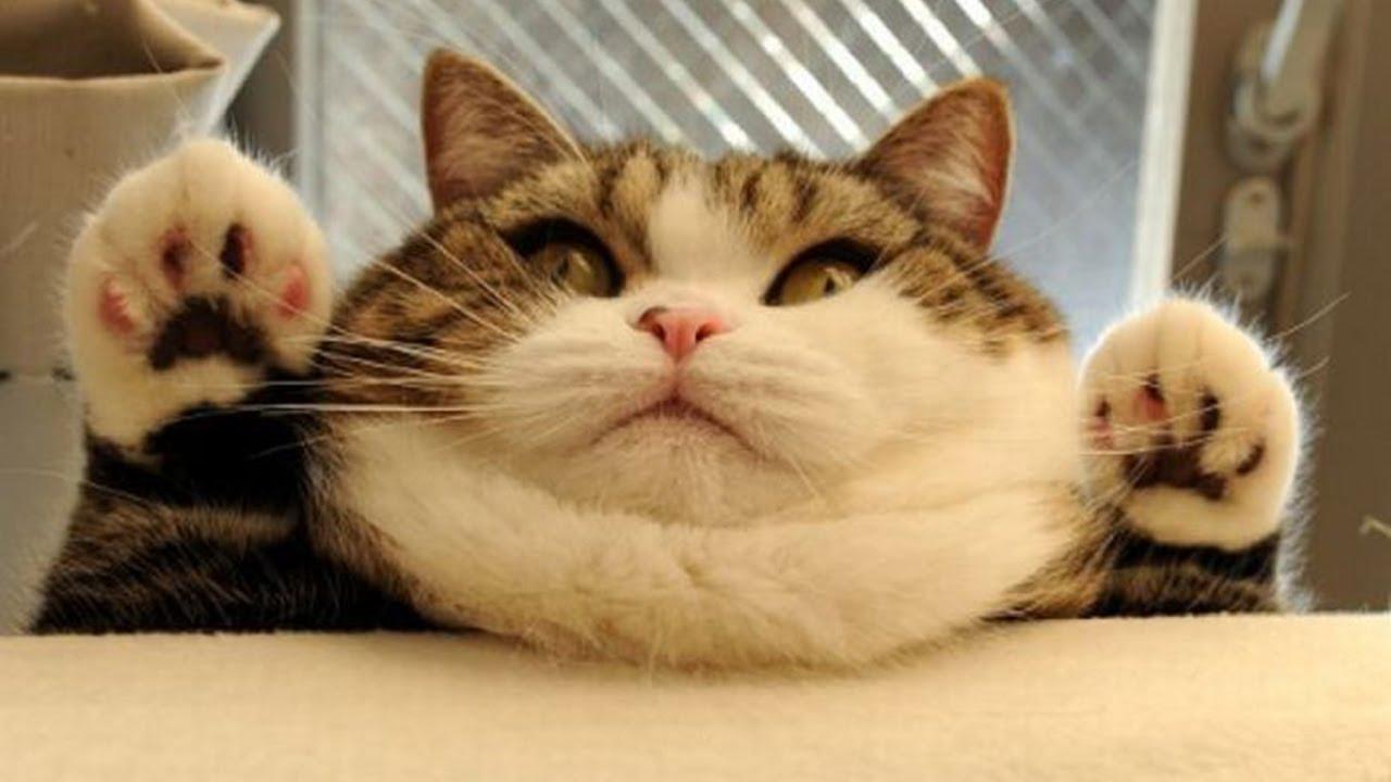 1280x720 ugly breeds of cats cheap buy online
