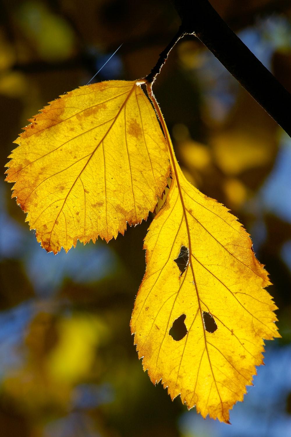 Yellow Leaves Wallpapers - Top Free Yellow Leaves Backgrounds ...