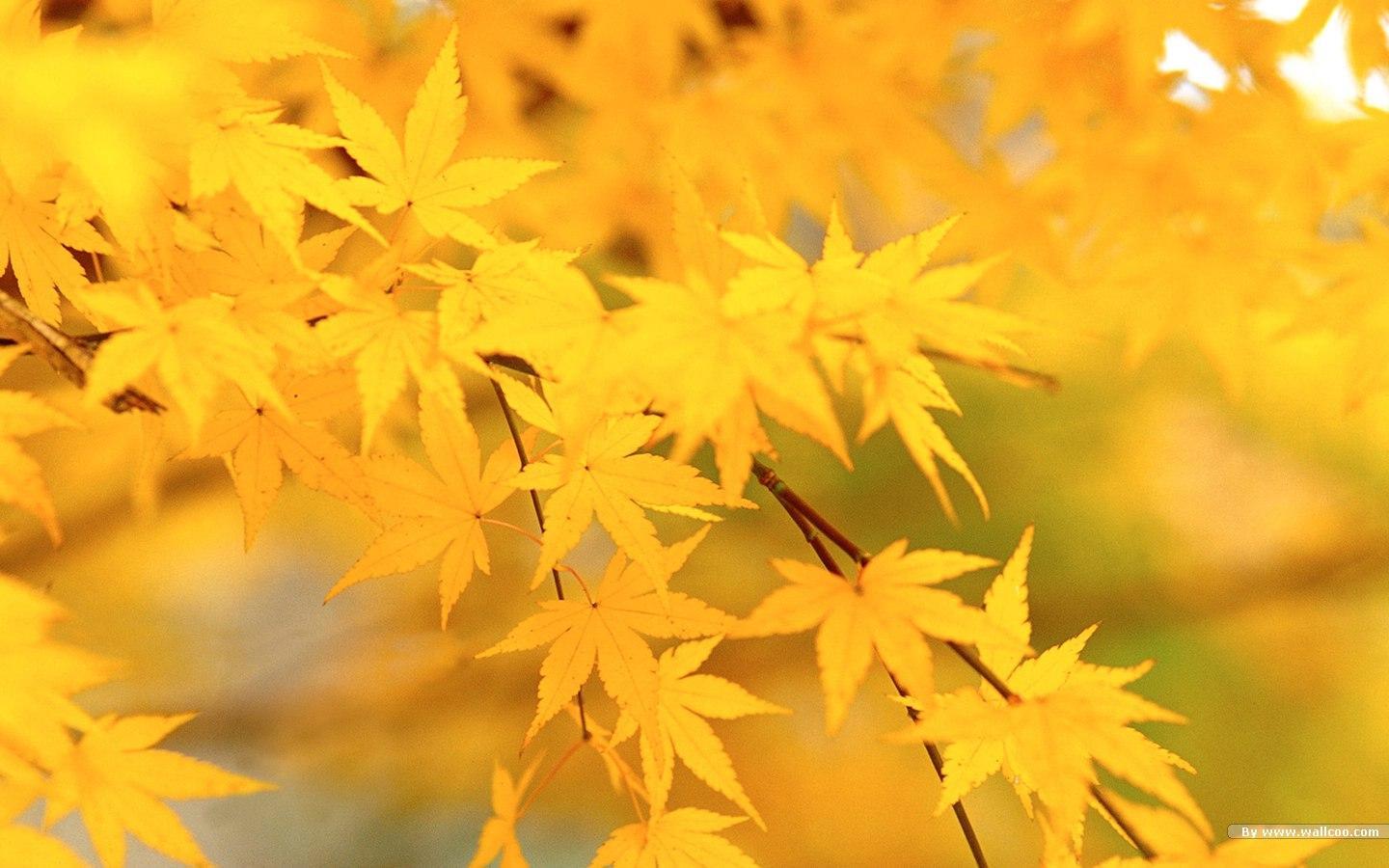 Yellow Leaves Wallpapers - Top Free Yellow Leaves Backgrounds -  WallpaperAccess