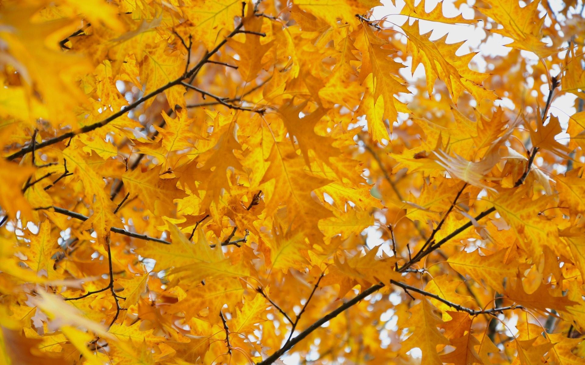 Yellow Leaves Wallpapers - Top Free Yellow Leaves Backgrounds ...