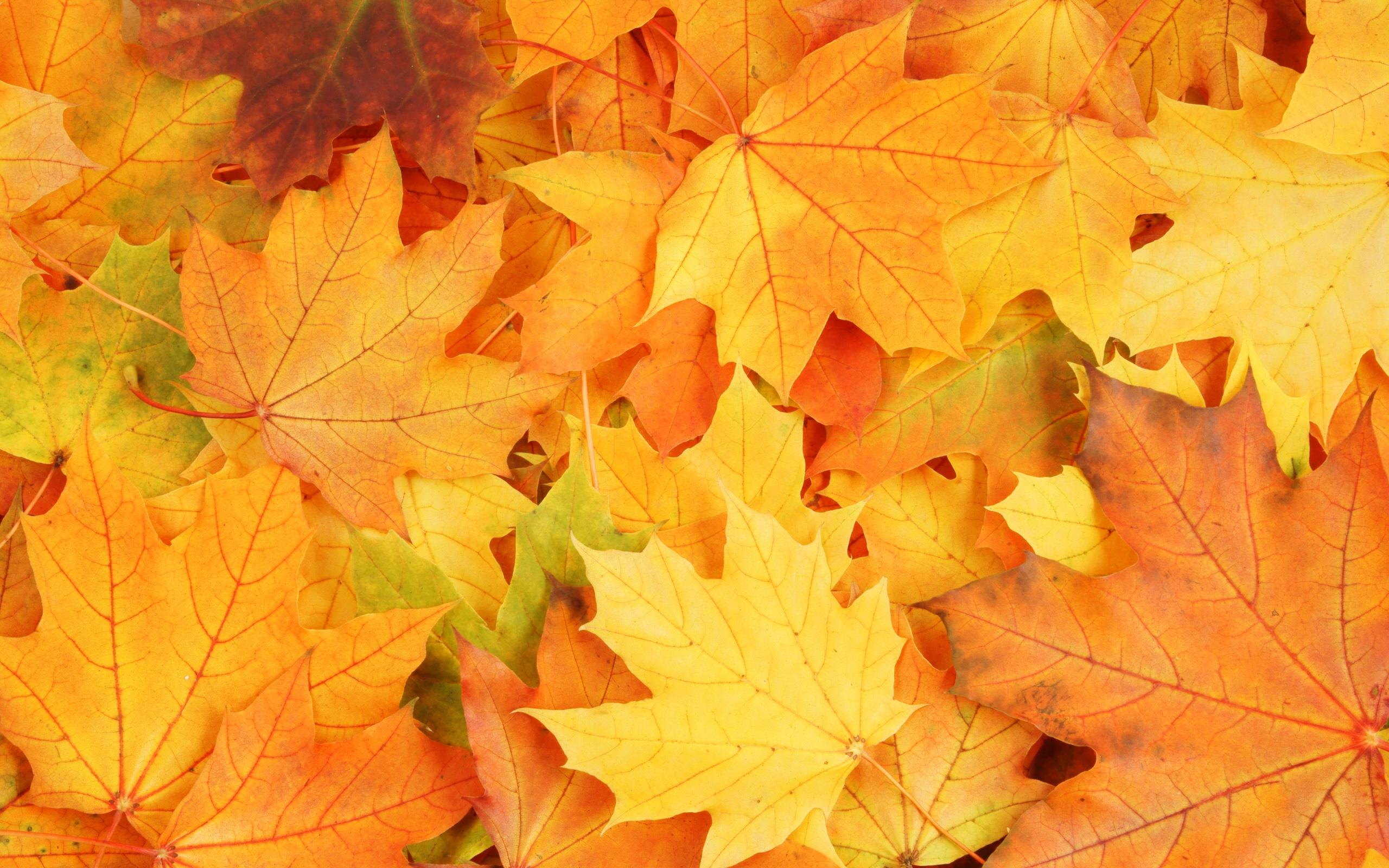 2560x1600 Autumn Season Yellow Maple Leaves Fall Wallpaper Background Of Yellow Leaves