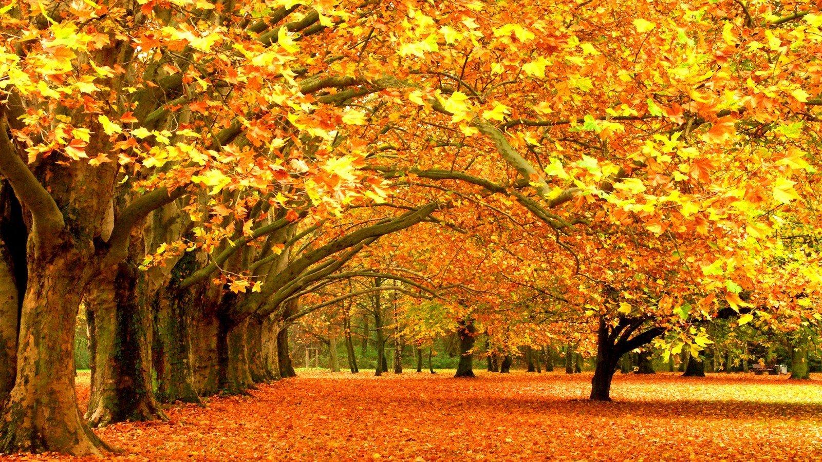 Yellow Leaves Wallpapers - Top Free Yellow Leaves Backgrounds