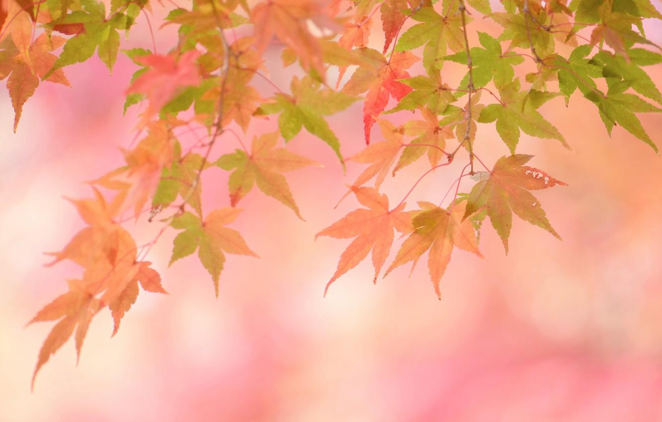 1332x850 Wallpaper autumn, leaves, background, pink, color, yellow leaves image for desktop, section цветы
