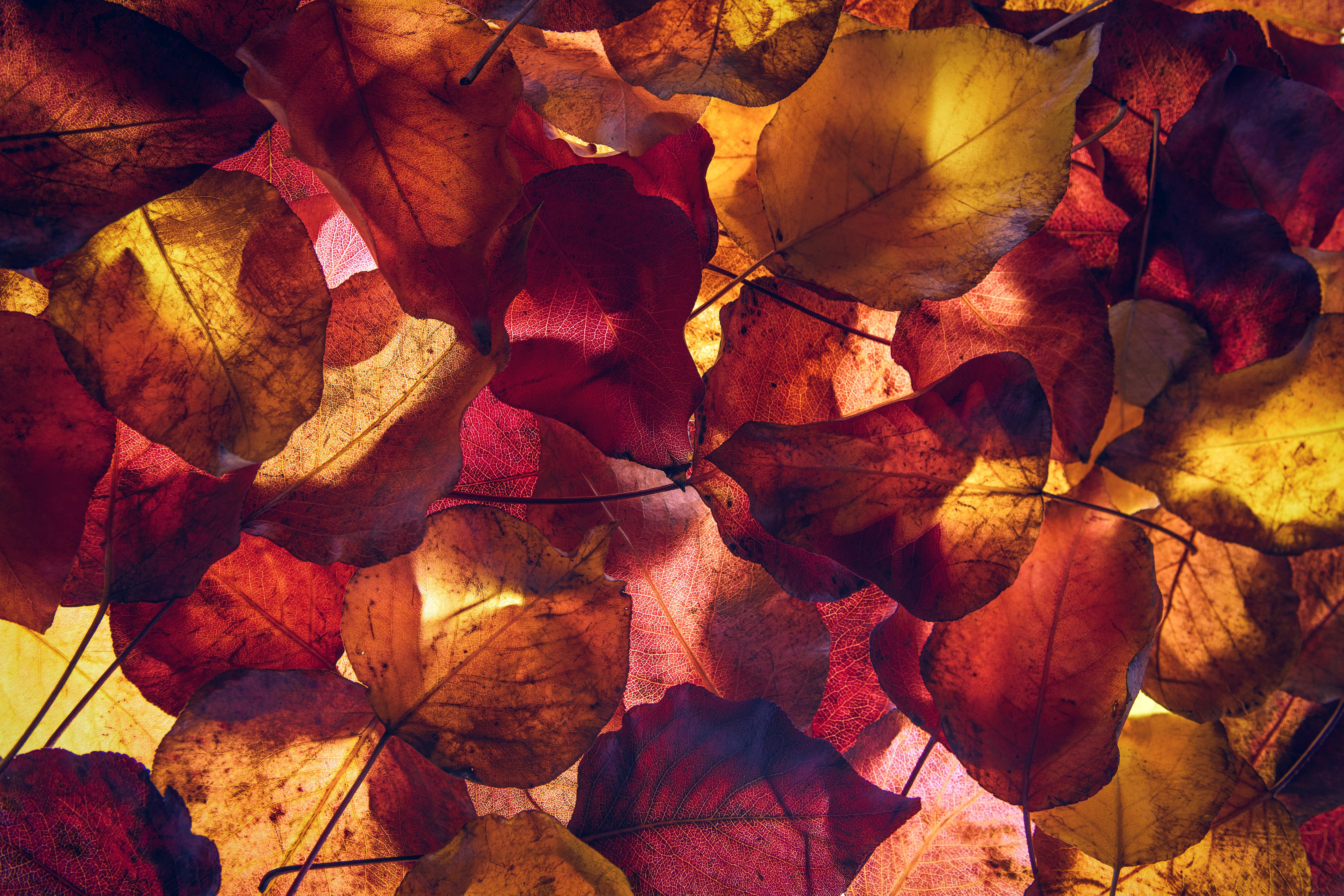 6000x4000 Maple leaves Wallpaper 4K, Autumn leaves, Foliage, Yellow leaves, Nature
