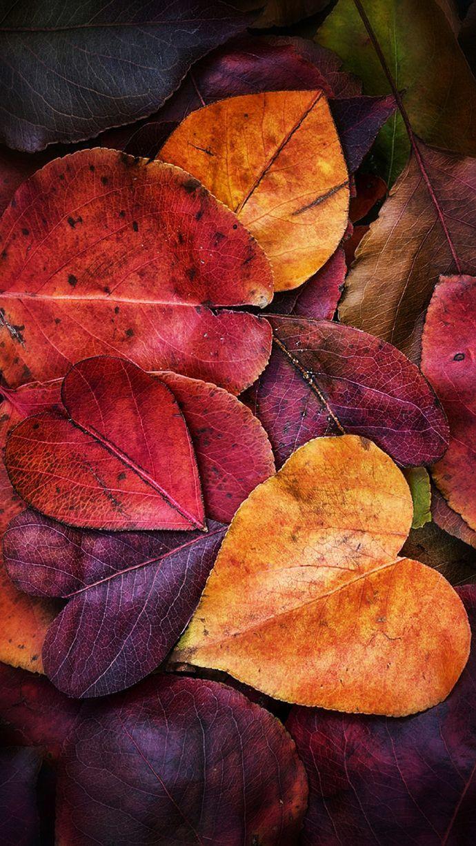 690x1227 Yellow leaves, heart shaped leaves，Wallpaper，iPhone Wallpaper. Autumn leaves wallpaper, Leaves wallpaper iphone, iPhone wallpaper fall