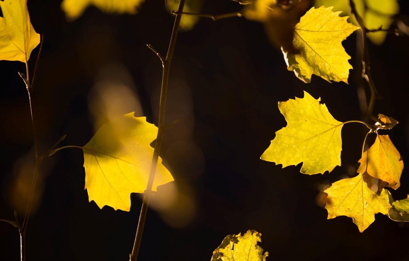 Yellow Leaves Wallpapers Top Free Yellow Leaves Backgrounds