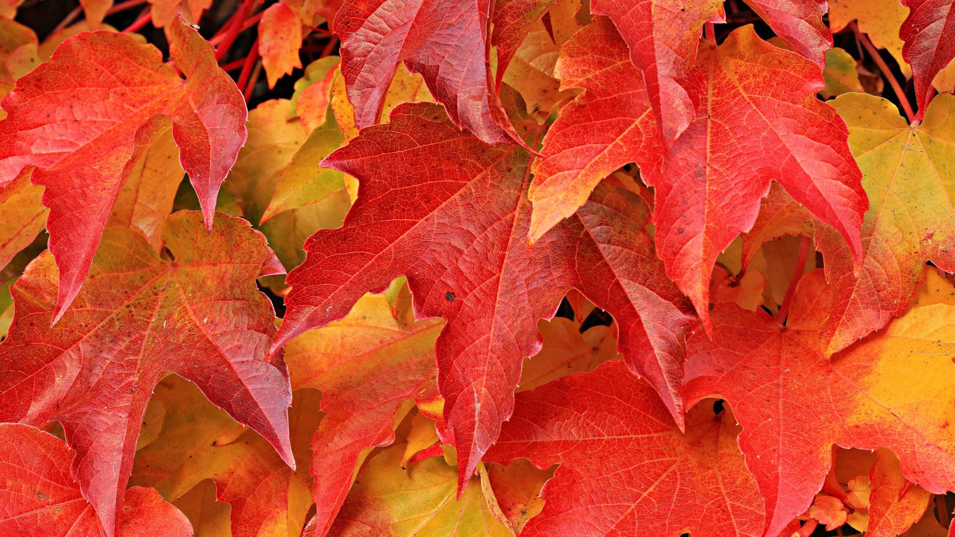 1920x1080 Autumn Leaves Autumn Leaves Red And Yellow Leaves Wallpaper HD 3840x2400 :