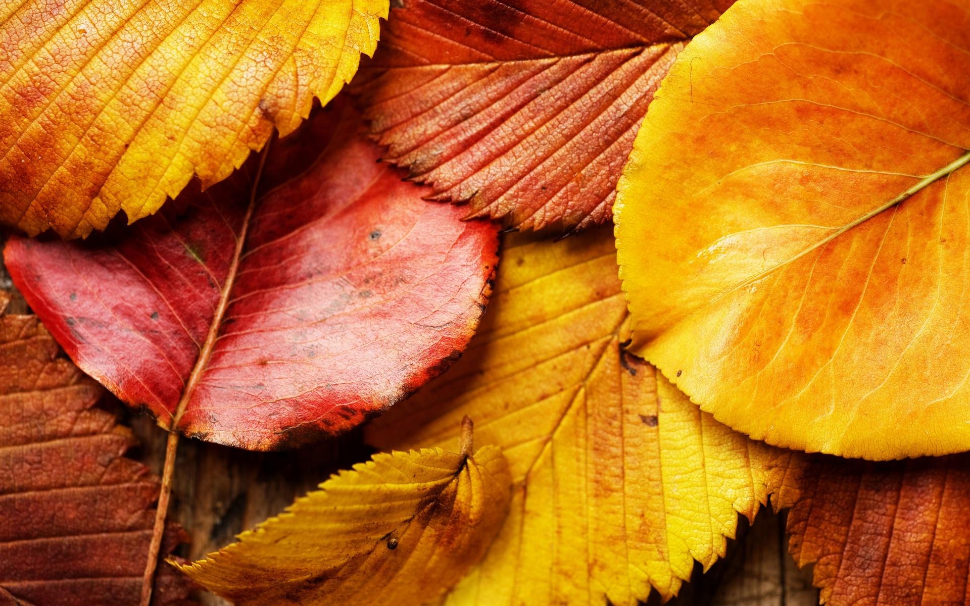 1920x1200 Free download Autumn Leaves Background Wallpaper High Definition High Quality [1920x1200] for your Desktop, Mobile & Tablet. Explore Autumn Leaves Wallpaper. Fall Leaves Wallpaper, Fall Leaves HD Wallpaper, Autumn