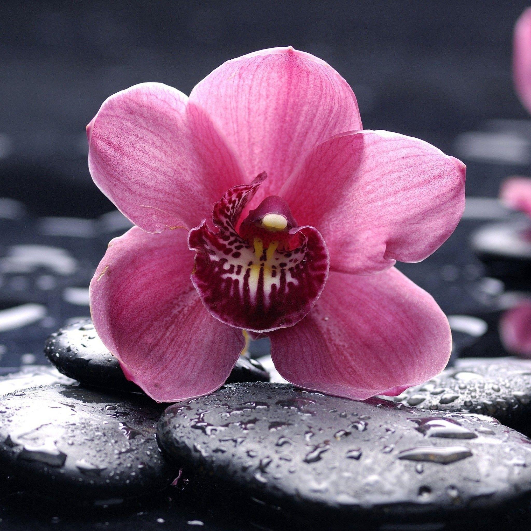 2048x2048 Orchid Wallpaper background picture